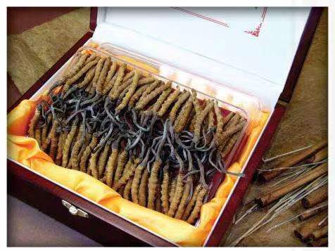 潞城冬虫夏草回收